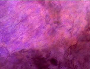 Ingrediente Extrato de Arroz Roxo